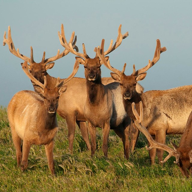 Herd of Tule Elk