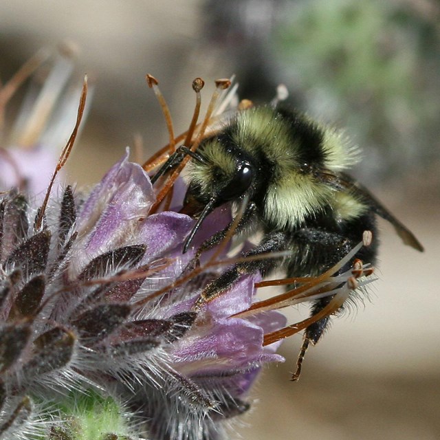 Bee pollinates a purple flower.