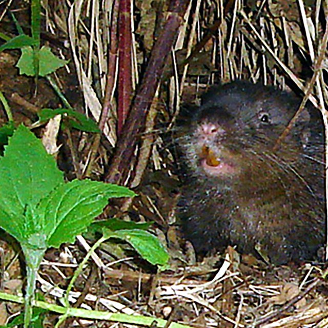 Close up of mountain beaver in underbrush.