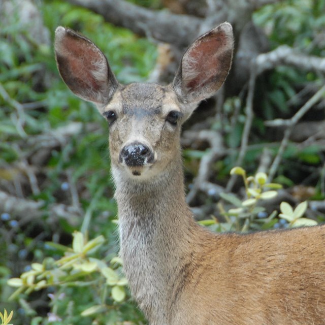 Black-tailed deer portrait