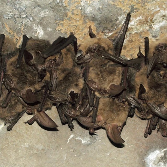 Small colony of bats hanging upside down from a rock