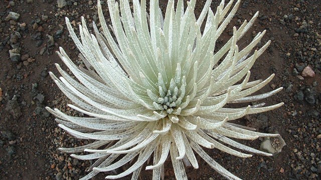 Endemic silversword in Haleakalā National Park
