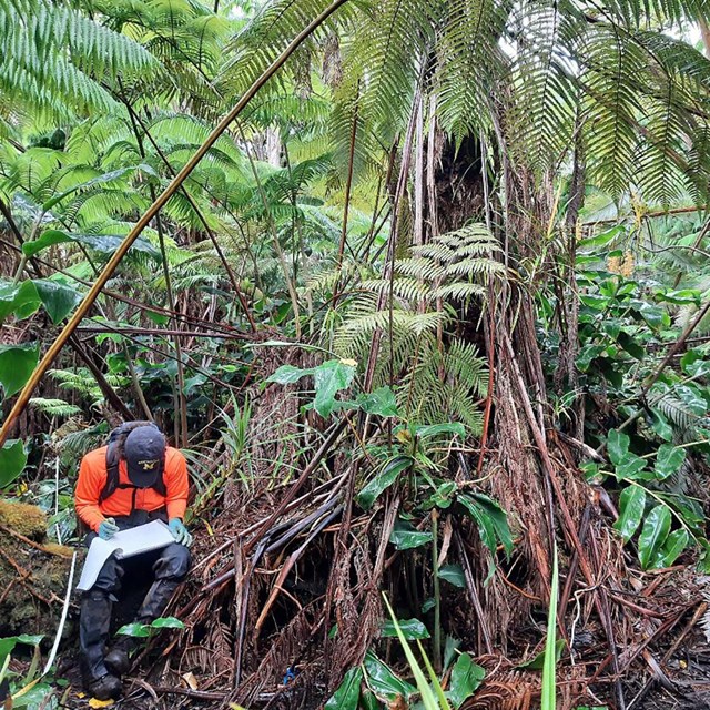 PACN staff record early detection data for invasive plant species