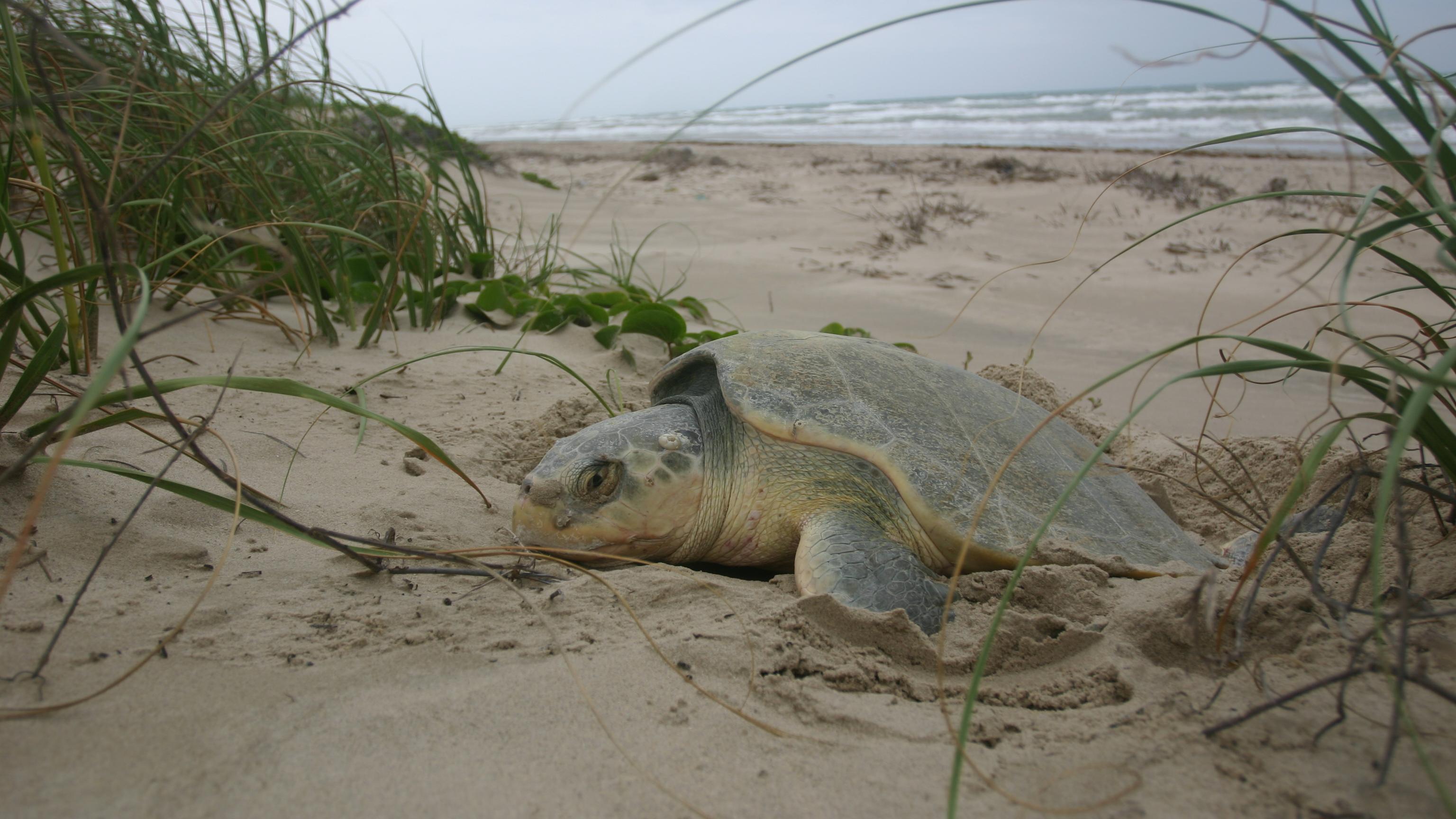 A Kemp's ridley sea turtle on a beach.