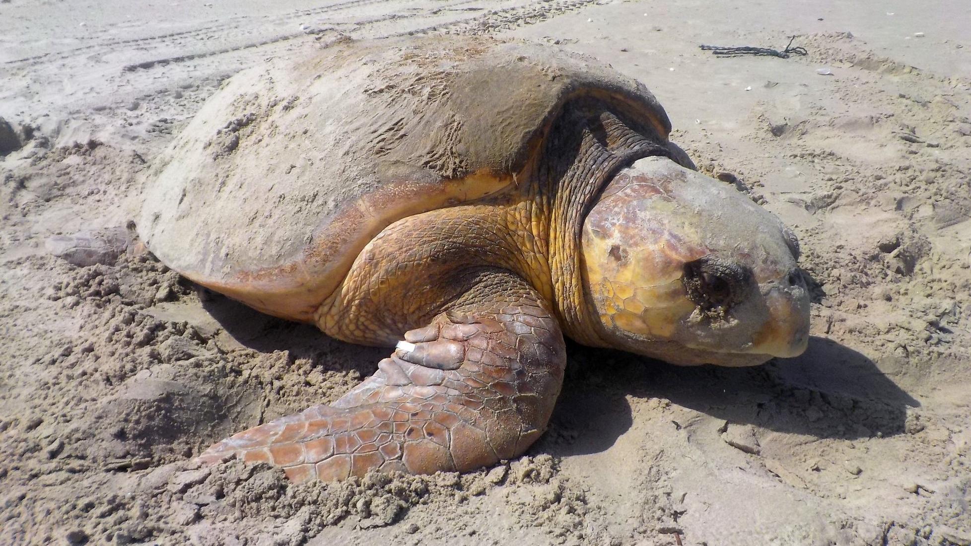 A loggerhead sea turtle nesting on the sandy beach.
