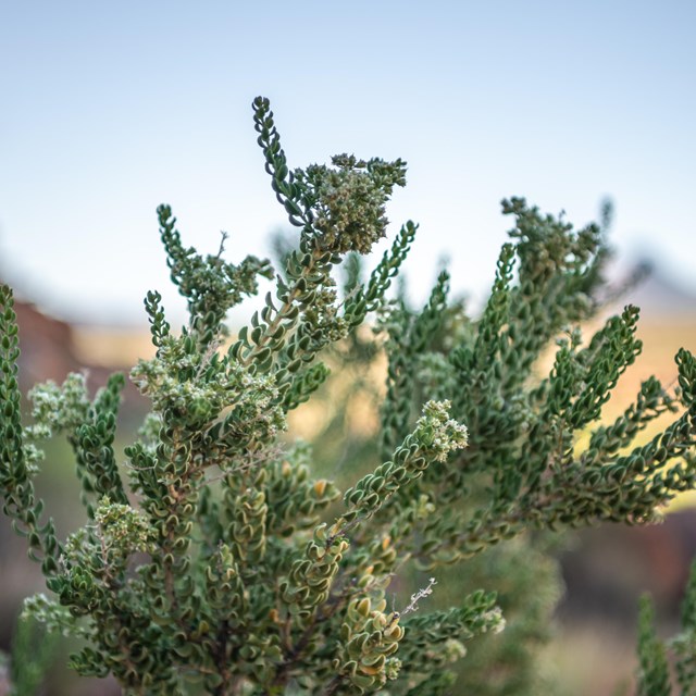 A green medium sized shrub bearing small leaves with a sandpaper texture.