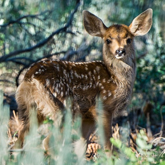 A spotted fawn with large ears peers back at the camera