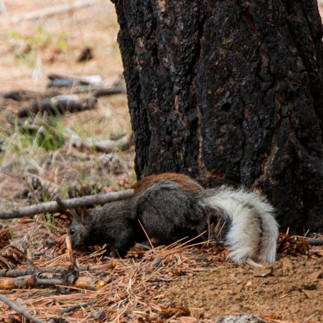 A chestnut brown squirrel with tuffed ears and a fluffy white tail foraging at the base of a tree.