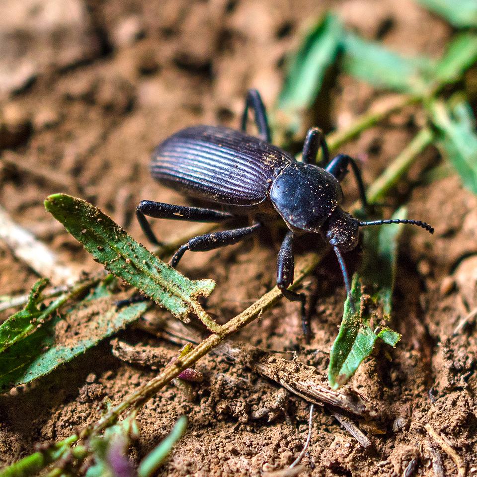 Insects and Spiders