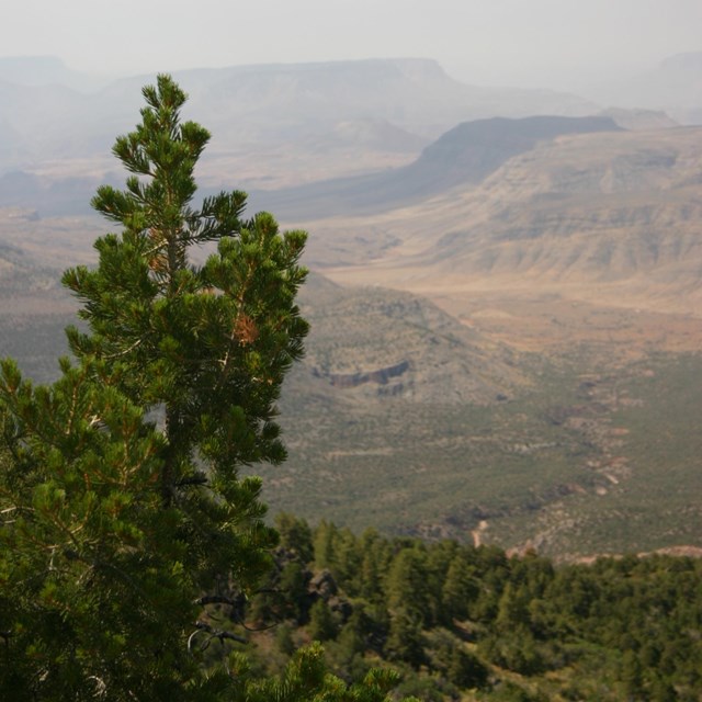 A young ponderosa pine overshadowing a vast open canyon.