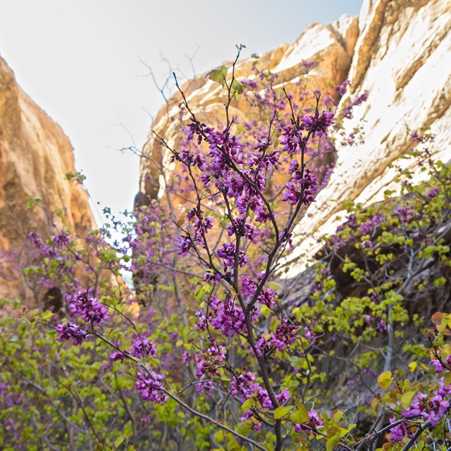 Bright pink flower buds in front of a shallow canyon and new green leafs. 