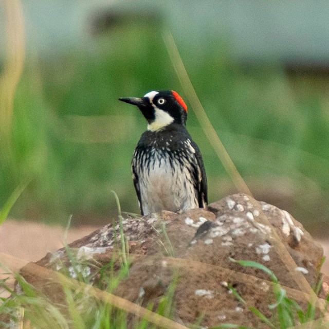 A woodpeckers sits perched on a rock near a water catchment in tall grass. 