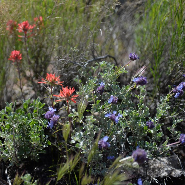 A mix of red and blue wildflowers