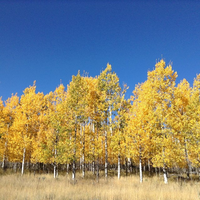 A stand of trees with brilliant yellow leaves and white bark against blue sky.