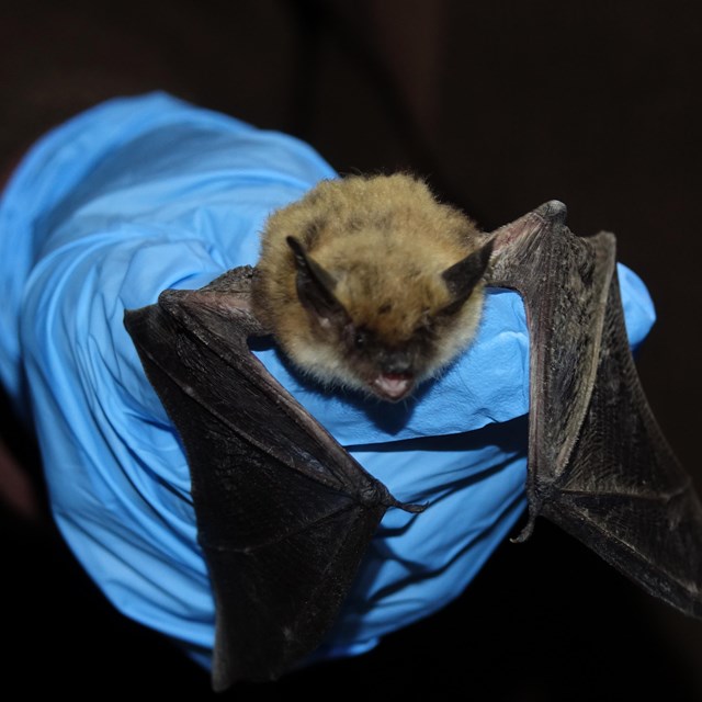 Close-up of furry bat with large ears and wings folded being held in gloved hand.