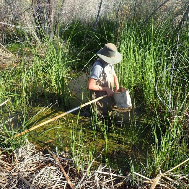 Person in waders and sunhat reaches into a net while standing in a shallow spring.