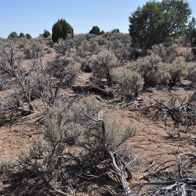 Three people with backpacks hike across a sagebrush landscape at sunset.