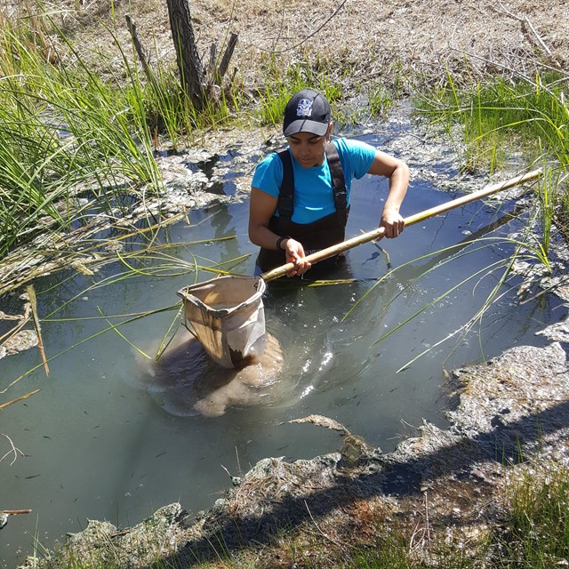 Woman in waders lifts fine mesh net out of water while standing waist deep in a spring.