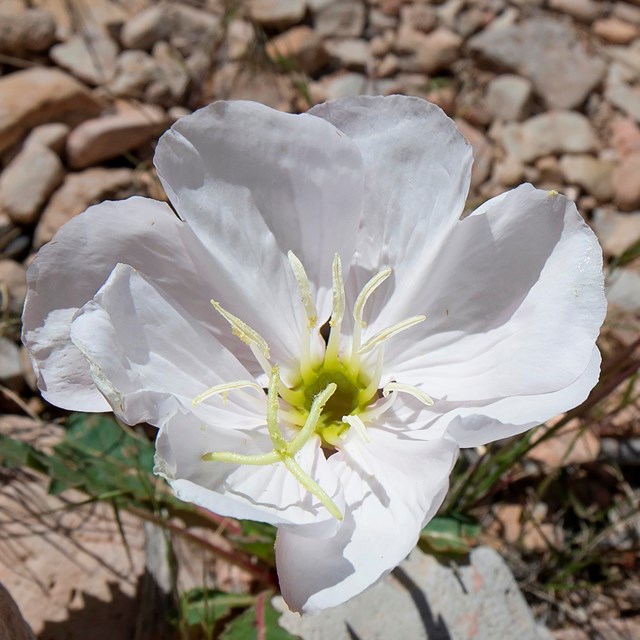 A four petaled white flower with pale yellow stamen.
