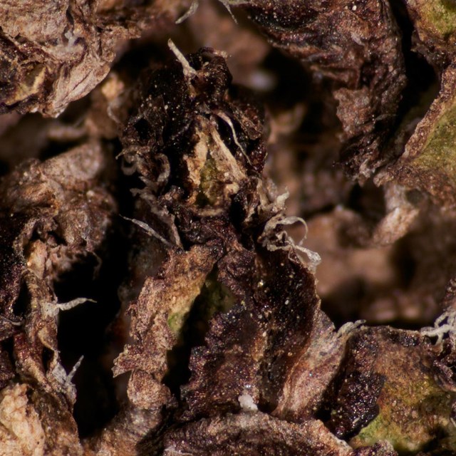 Brown withered leaves with a crinkly rough appearance and tiny elongate spore sacs.