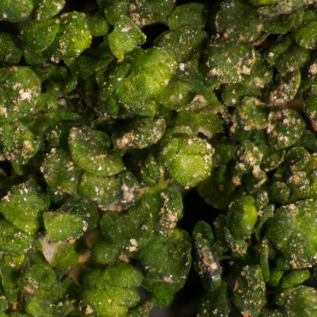 Microscopic photograph of green bilobed leaves with specks of brown randomly distributed throughout