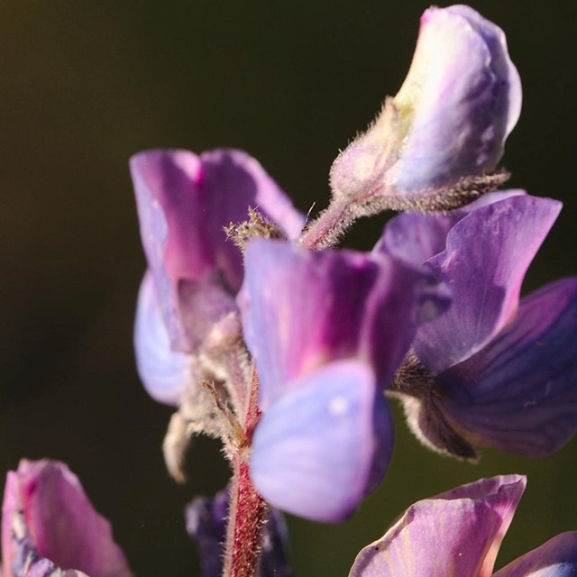 A hairy red stem holding light purple sweet pea shaped flowers.