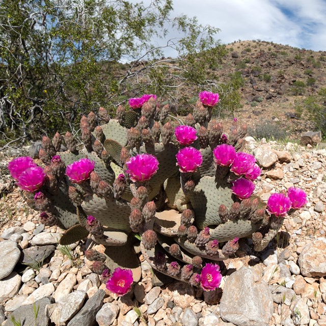 Sixteen bright fuchsia flowers bloom on pancake-like cactus pads. 