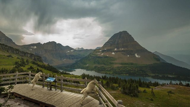 Mountain goats on a park overlook with a prairie and mountain in the background