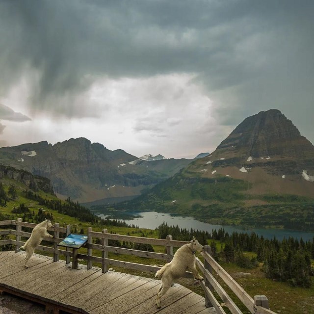 Mountain goats on a park overlook with a prairie and mountain in the background