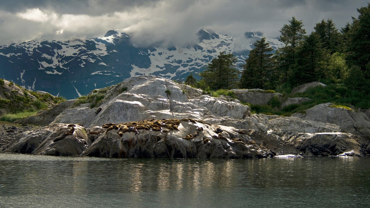 A spectacular scene with rocks, snow-capped mountains, evergreen forests, water, and sea lions