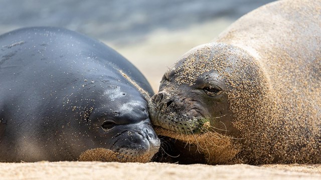 Photo of monk seal mother and offspring on sand