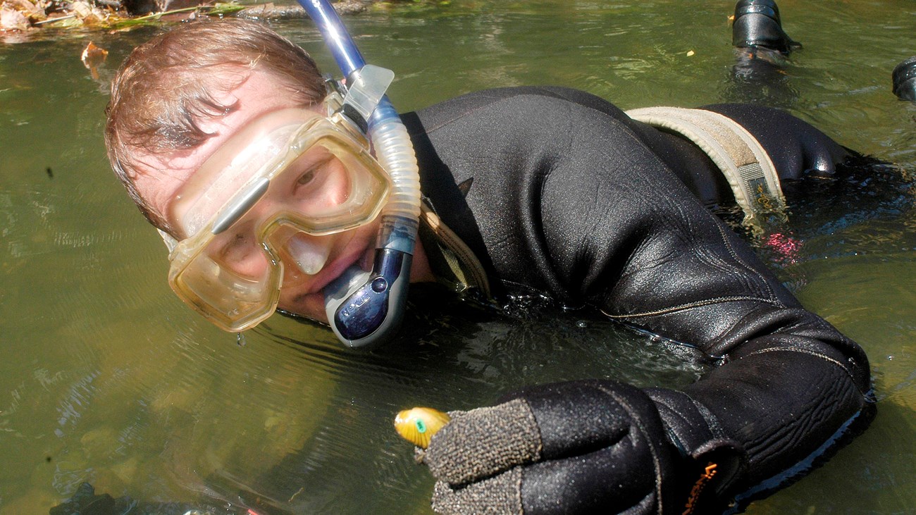 Man in wetsuit and snorkeling gear holding a mussel while submerged in river 