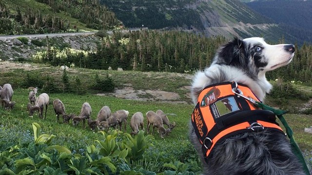 A black and white sheepdog with NPS harness stands in front of a field with bighorn sheep.