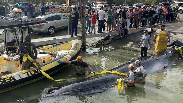 People stand in water while working next to a floating whale, overlooked by visitors on a dock