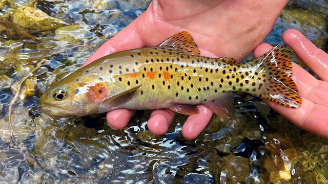 A hand holding a colorful, spotted fish just over the surface of a stream.