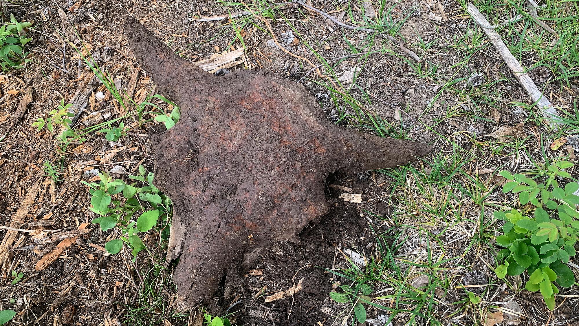 Bison skull sits on ground next to green vegetation