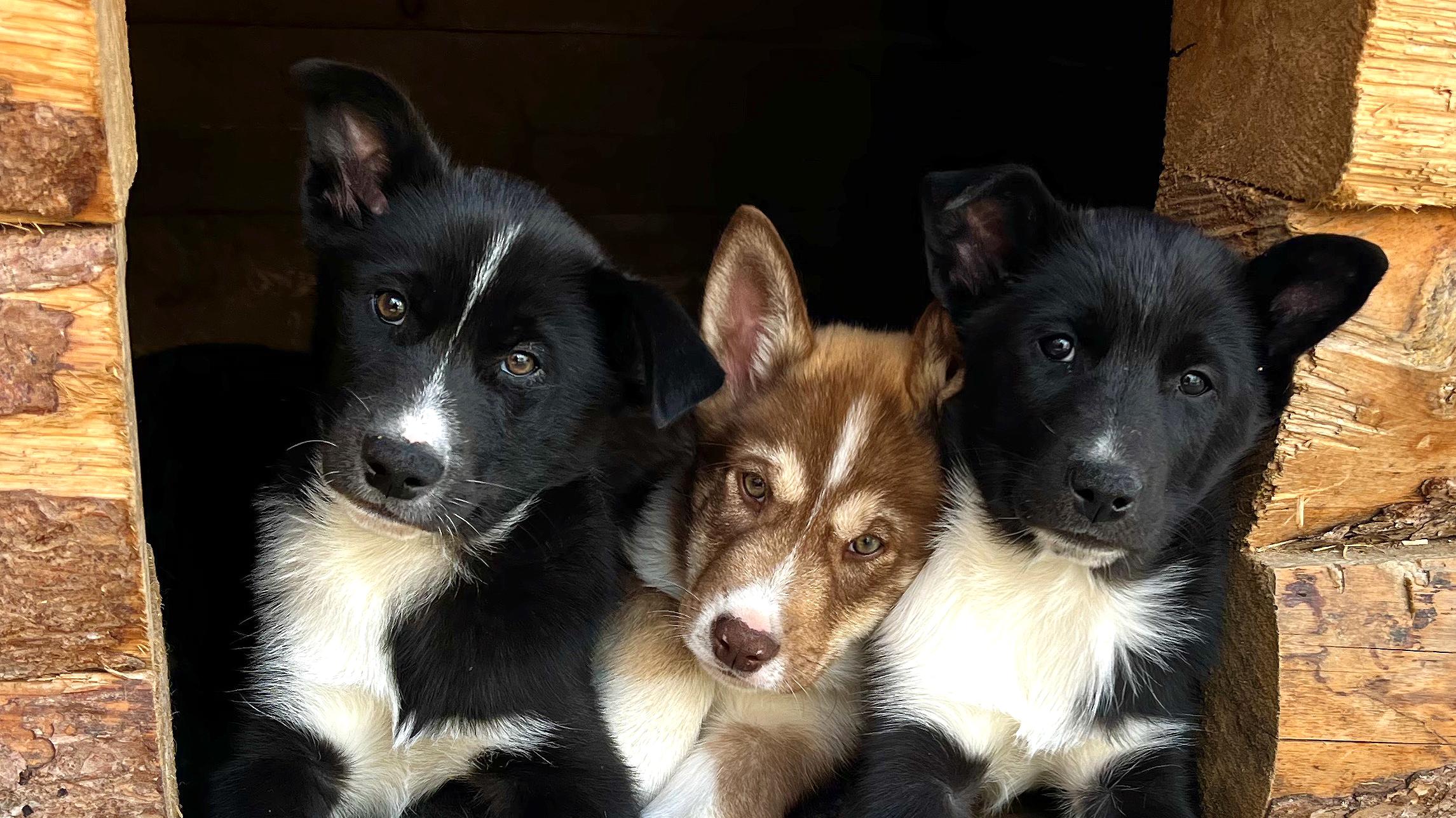 Three puppies look out from a wooden entranceway. Two of them are black and white, and one is brown.