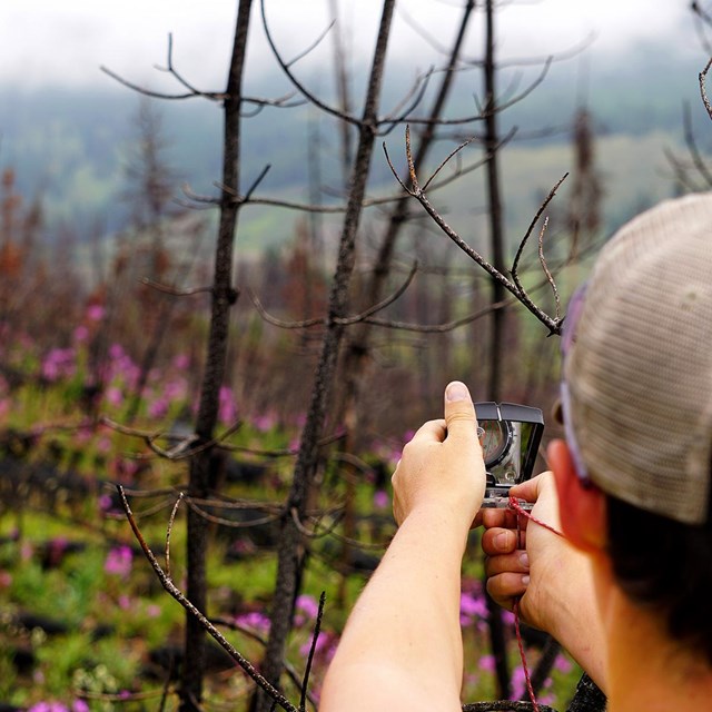 A woman holds an instrument in front of a forest with burned trees and purple wildflowers