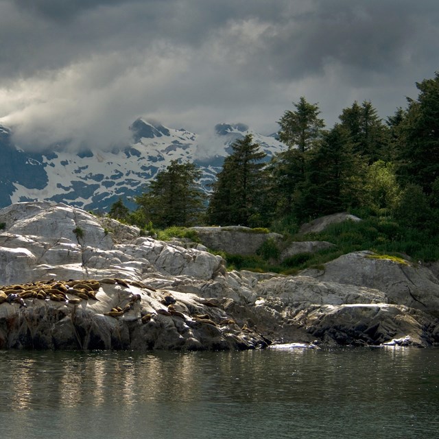 A spectacular scene with rocks, snow-capped mountains, evergreen forests, water, and sea lions