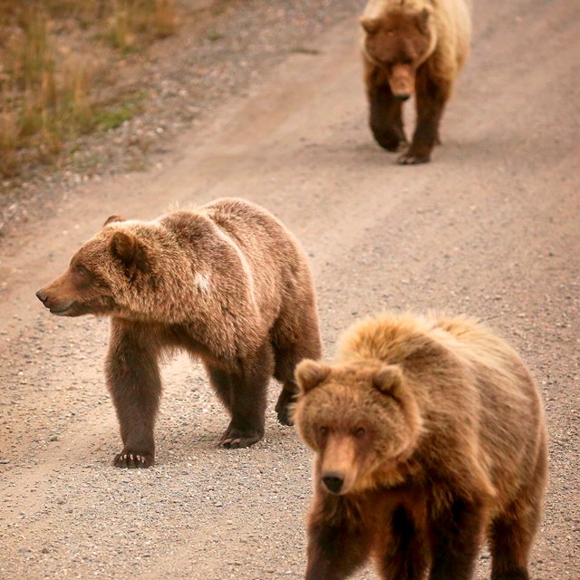 Three brown bears walking on a dirt road