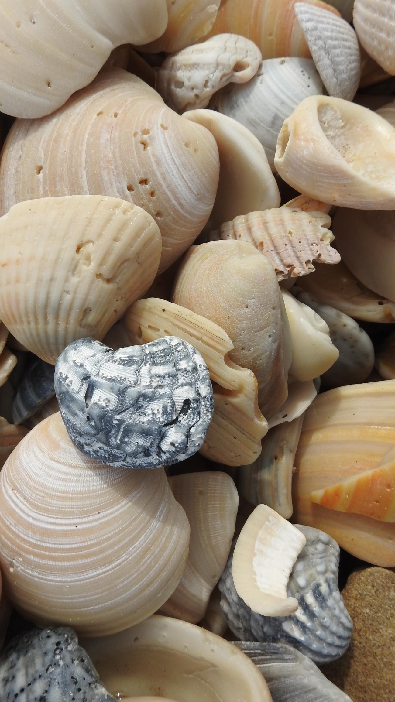 Close-up of beach shells at Padre Island National Seashore