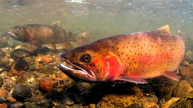 A spawning cutthroat trout swims slow above river rocks. 