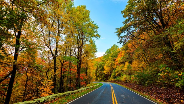 A roadway through autumn colored trees