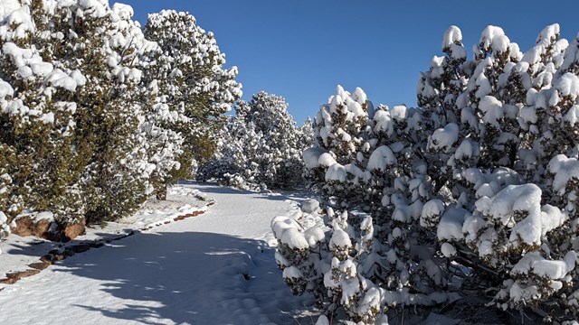 Ancestral Sites Trail, trees on each side, a few inches on snow on everything