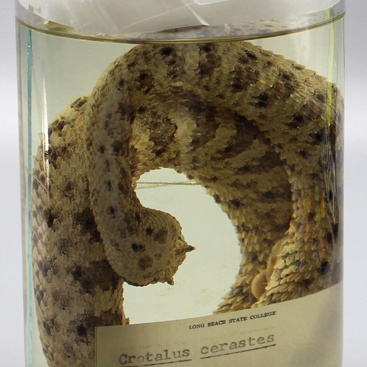 Sidewinder (Crotalus cerastes)