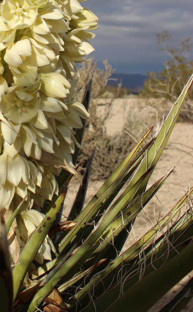 Mojave Yucca Bloom