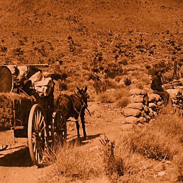 “Joshua Tree National Monument” Postcard