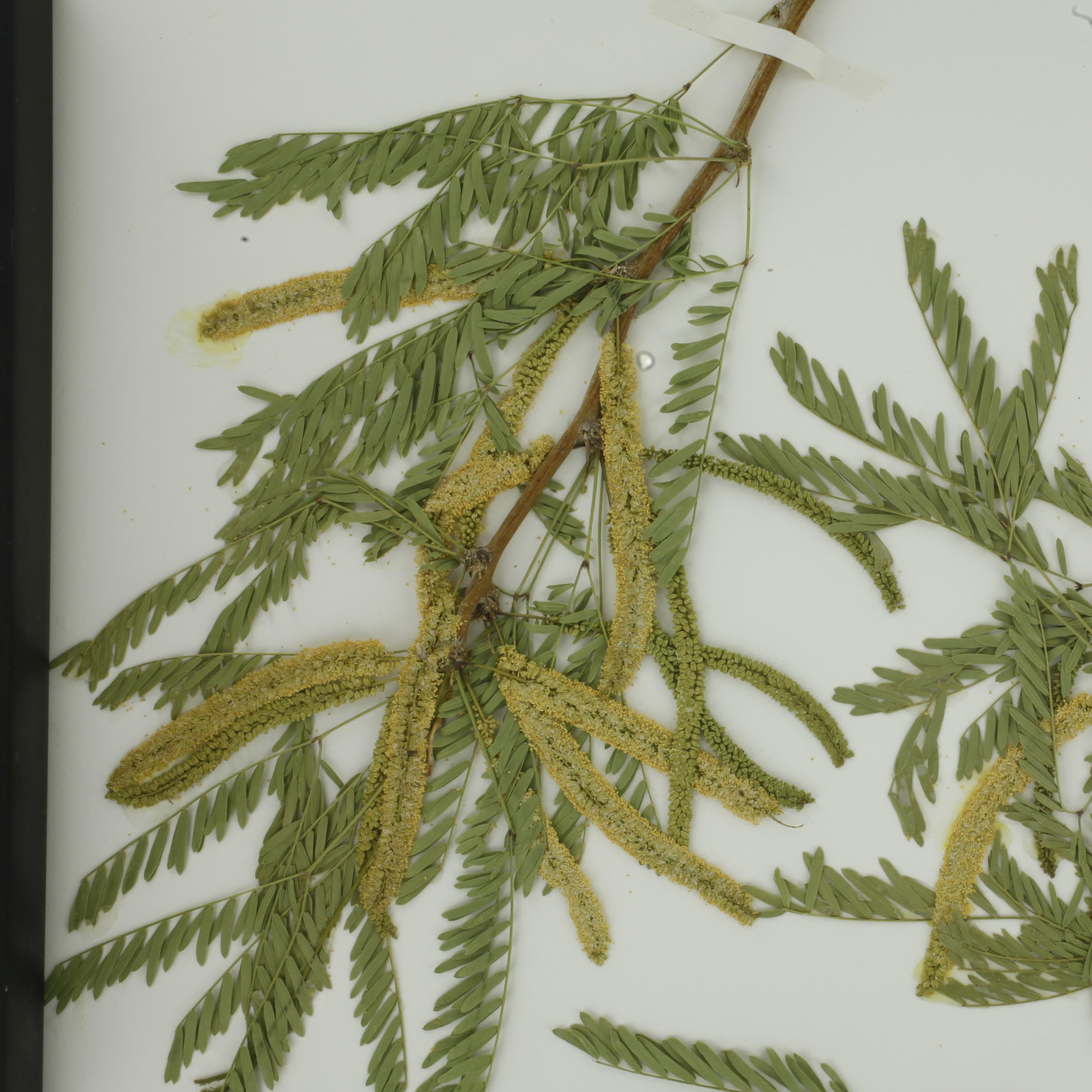 Honey Mesquite (Prosopis glandulosa) 