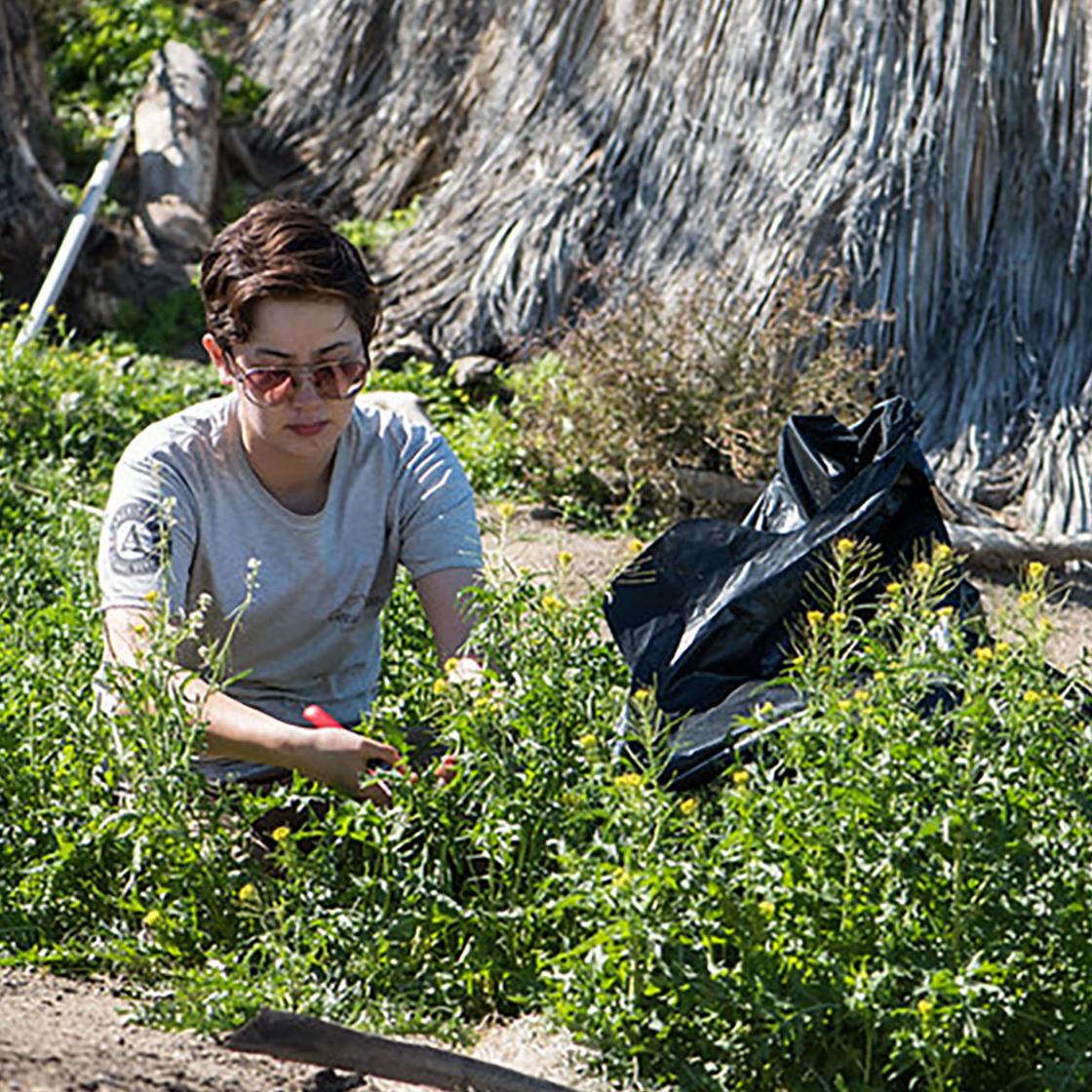 Staff remove invasive plants