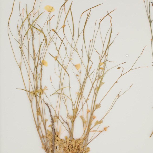 Joshua Tree Poppy (Eschscholzia androuxii)